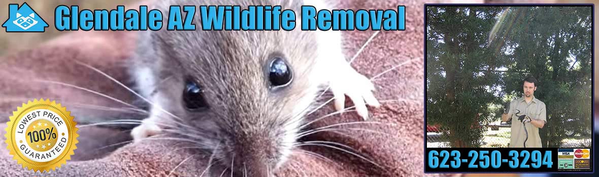 Glendale Wildlife and Animal Removal